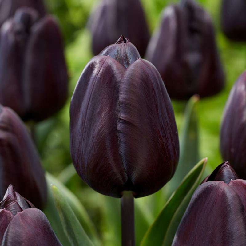 Tulipan 'Nightmare'
